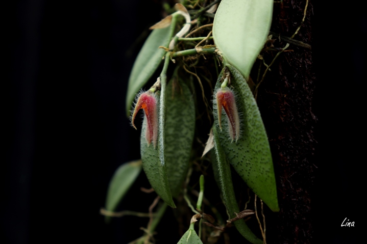 Acianthera nicolea'20.08...jpg