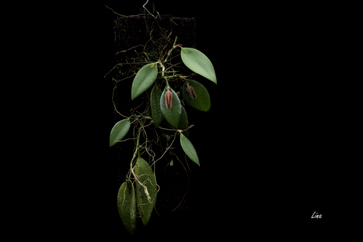 Acianthera nicolea'20.08.jpg