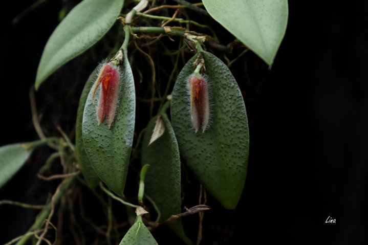 Acianthera nicolea'20.08..jpg