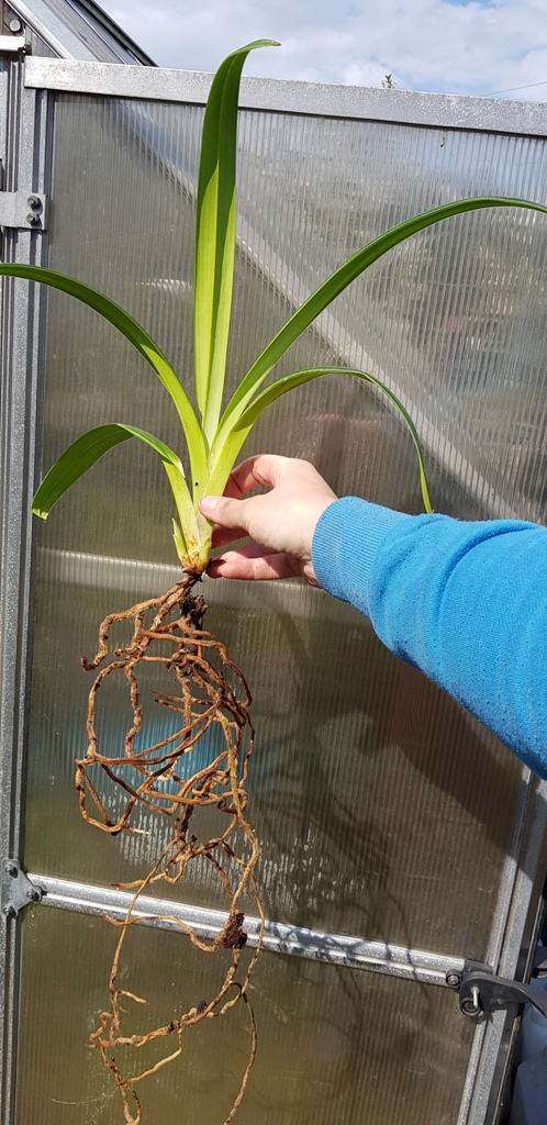 Phragmipedium kovachii.jpg