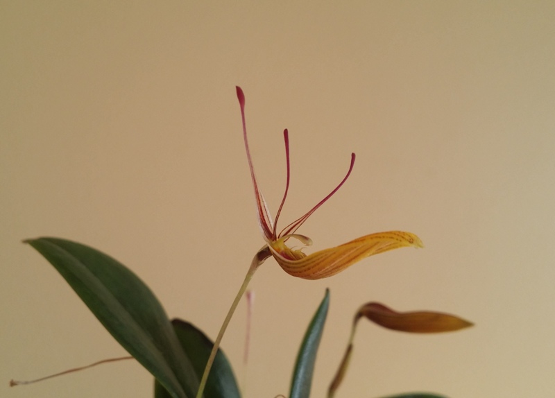 Restrepia brachypus 2013-12-31 3.jpg