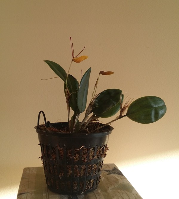 Restrepia brachypus 2013-12-31 2.jpg