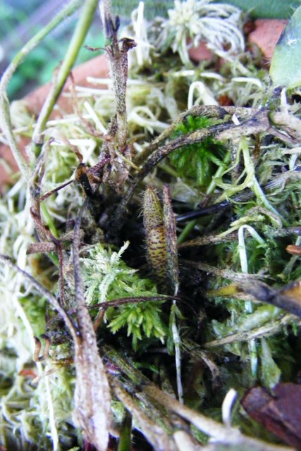 Dresslerella caesariata ūglis.JPG