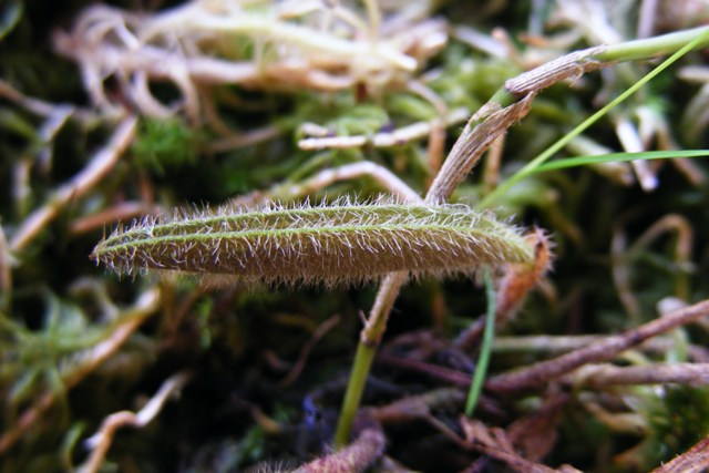 Dresslerella caesariata'14 (3).JPG