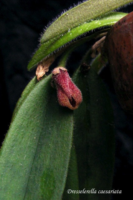 Dresslerella caesariata'15..jpg