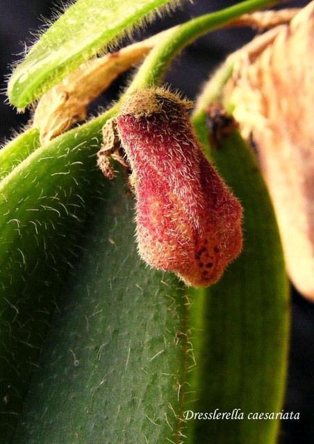 Dresslerella caesariata'15.01.11.jpg