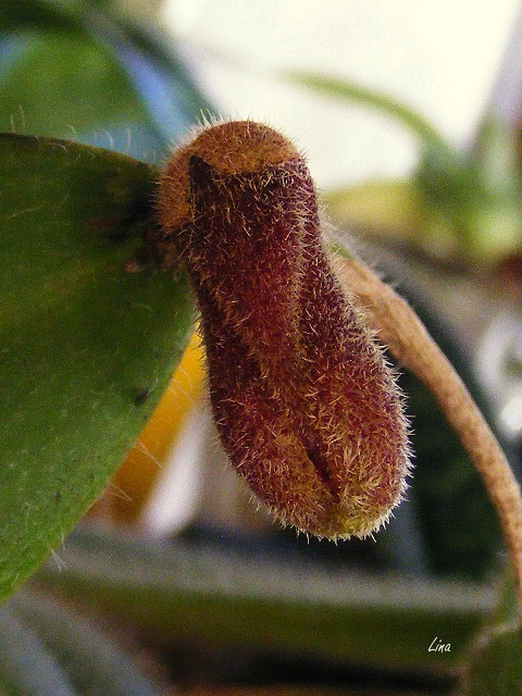 Dresslerella caesariata'15-10.jpg