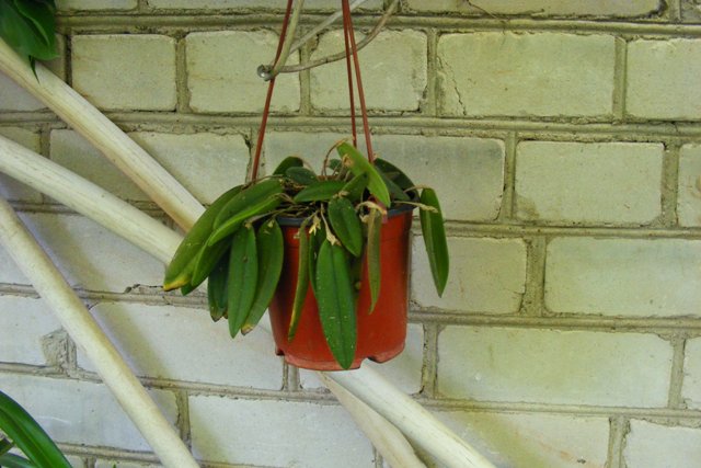 Dresslerella caesariata.JPG