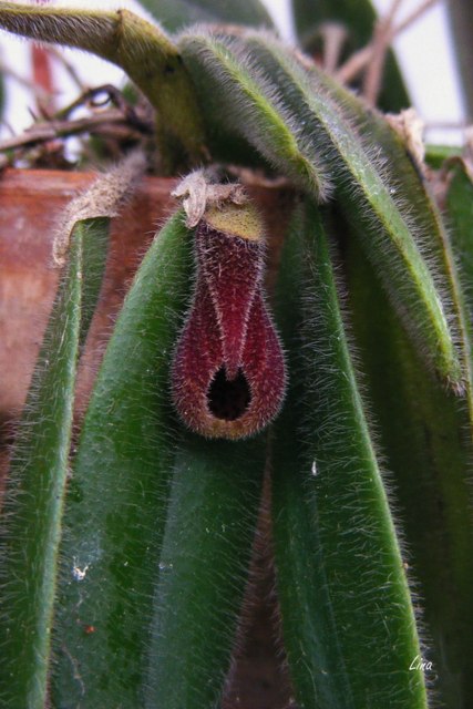 Dresslerella caesariata'17.jpg