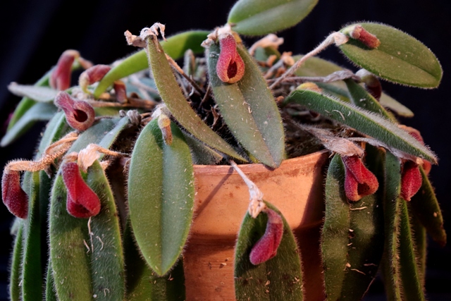 Dresslerella caesariata'19.12.jpg