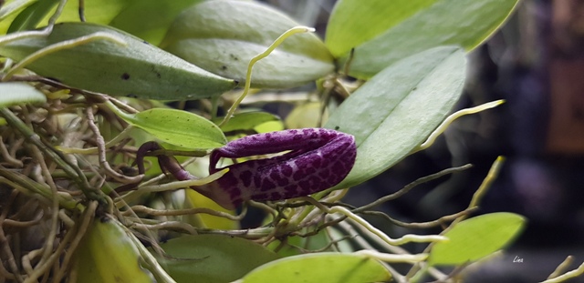 Zootrophion ximenae'19.01 (1).jpg