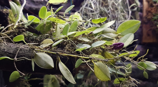 Zootrophion ximenae'19.01 (2).jpg