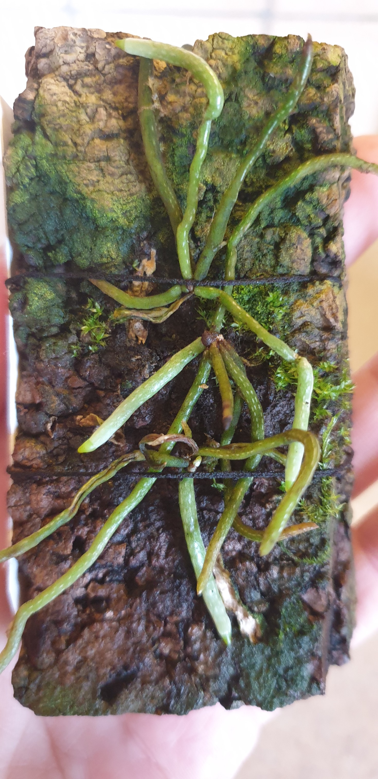 dendrophylax salei.jpg