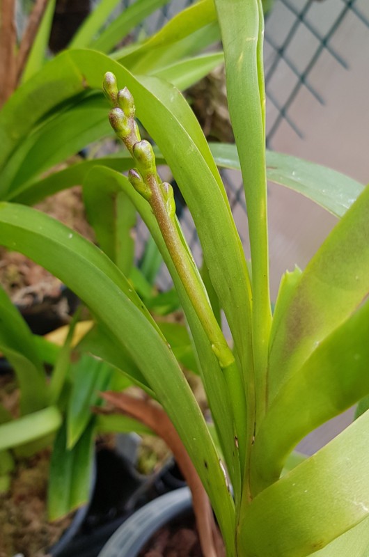 Vanda roeblingiana.jpg