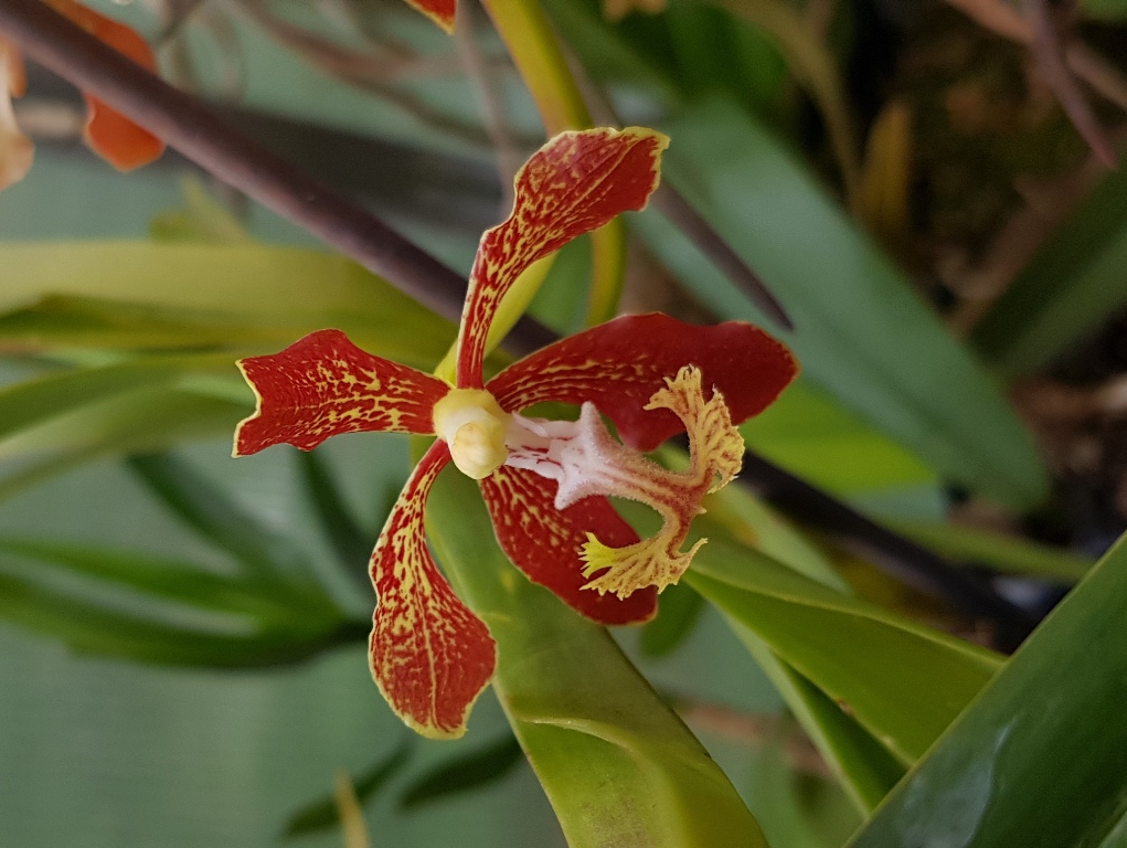 Vanda roeblingiana (2).jpg