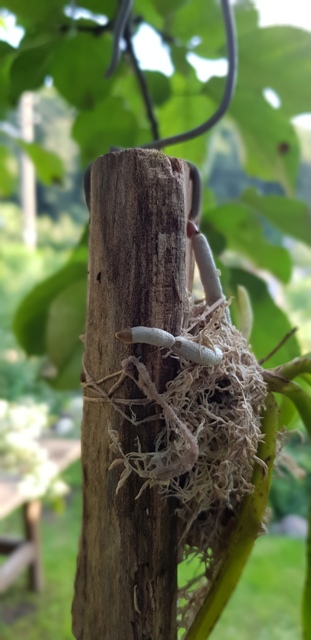 Vanda testacea...jpg