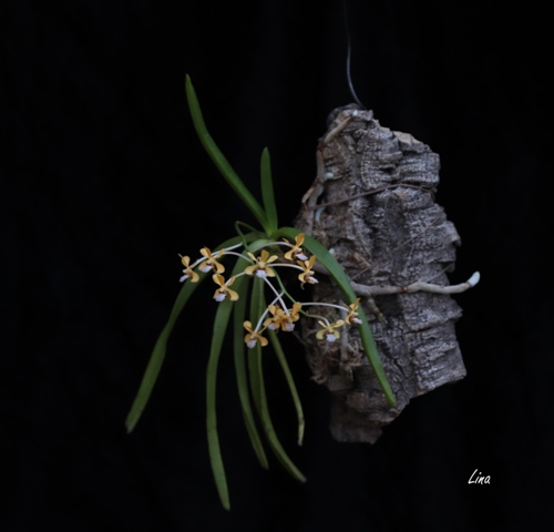Vanda testacea'20.06.10.jpg