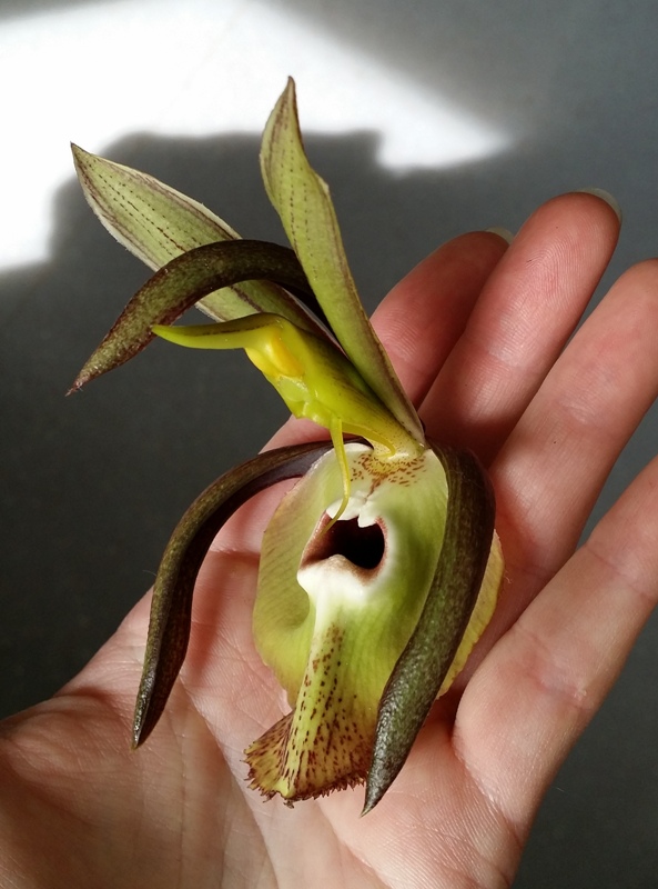 Catasetum incurvum 2.jpg