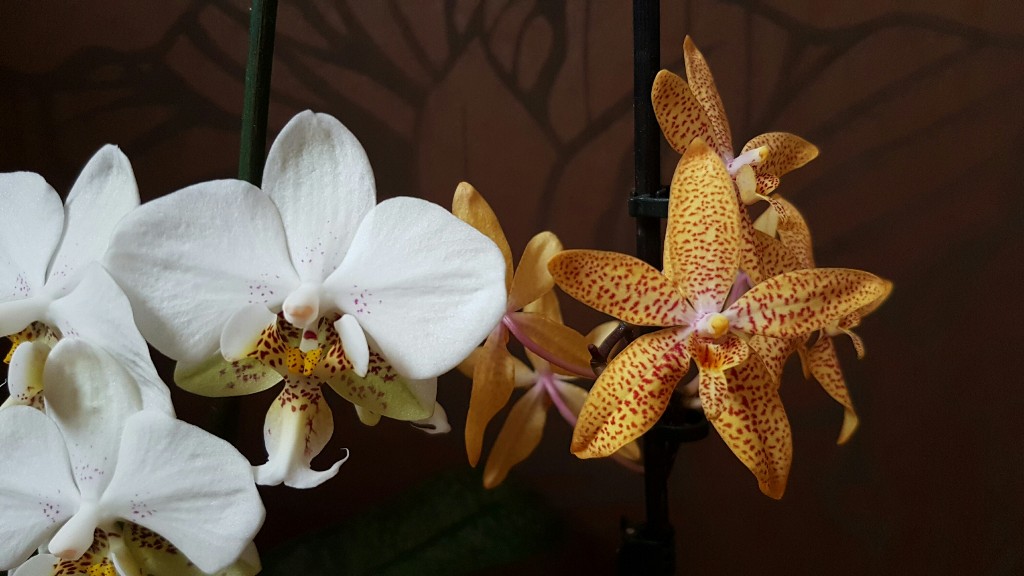 Phal.stuartiana Pico chip ir Renanthopsis Mildred Jameson.jpg