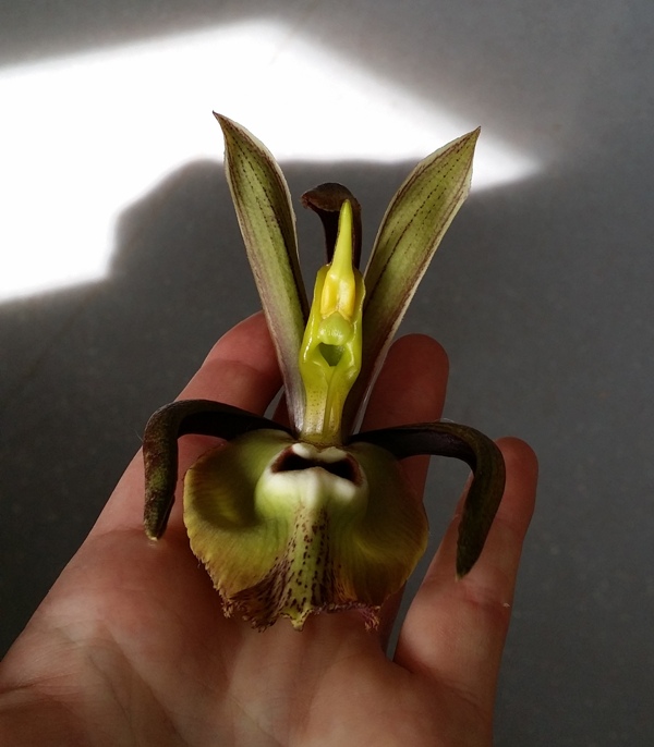Catasetum incurvum 3.jpg