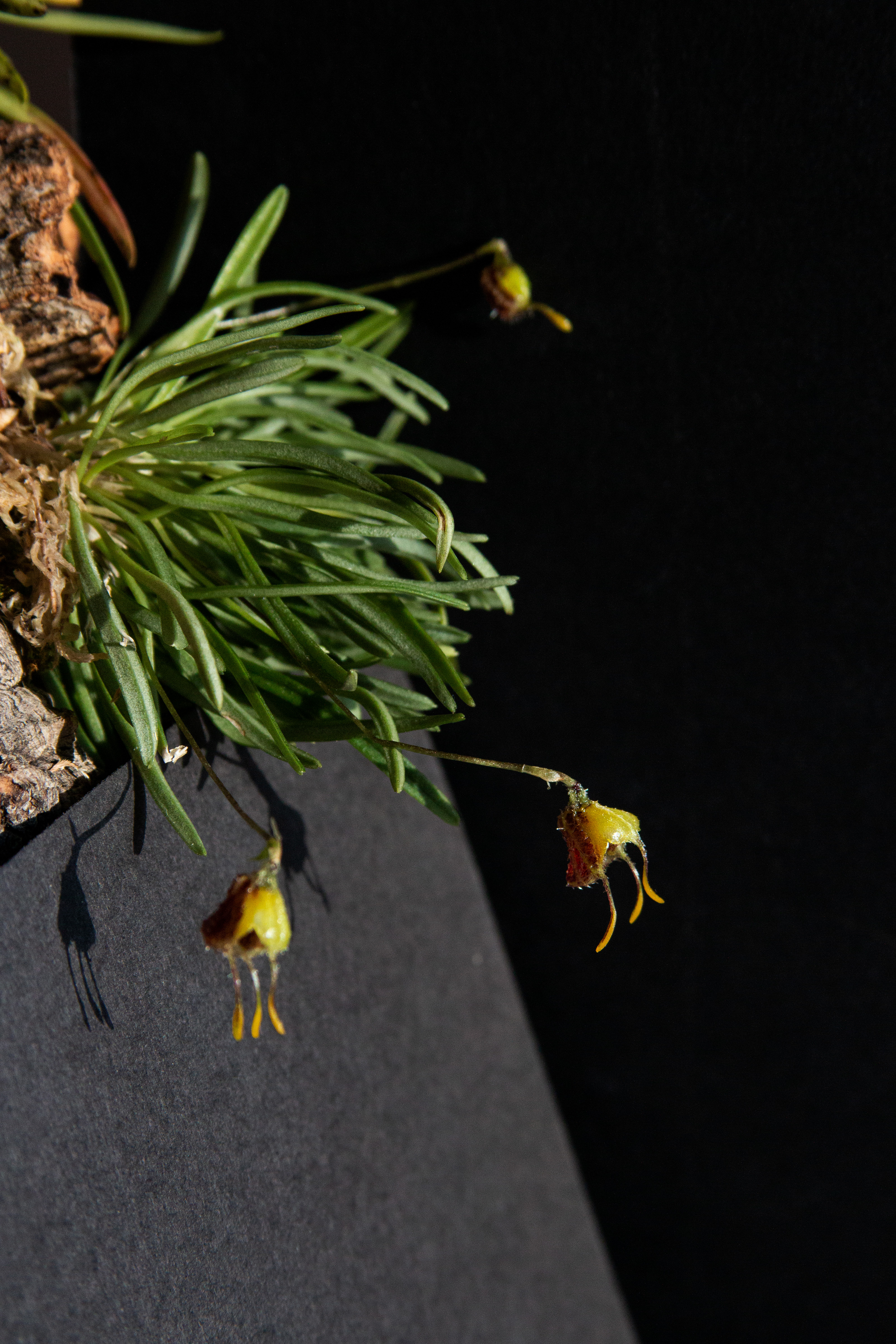 diodonopsis-erinacea-2-.jpg