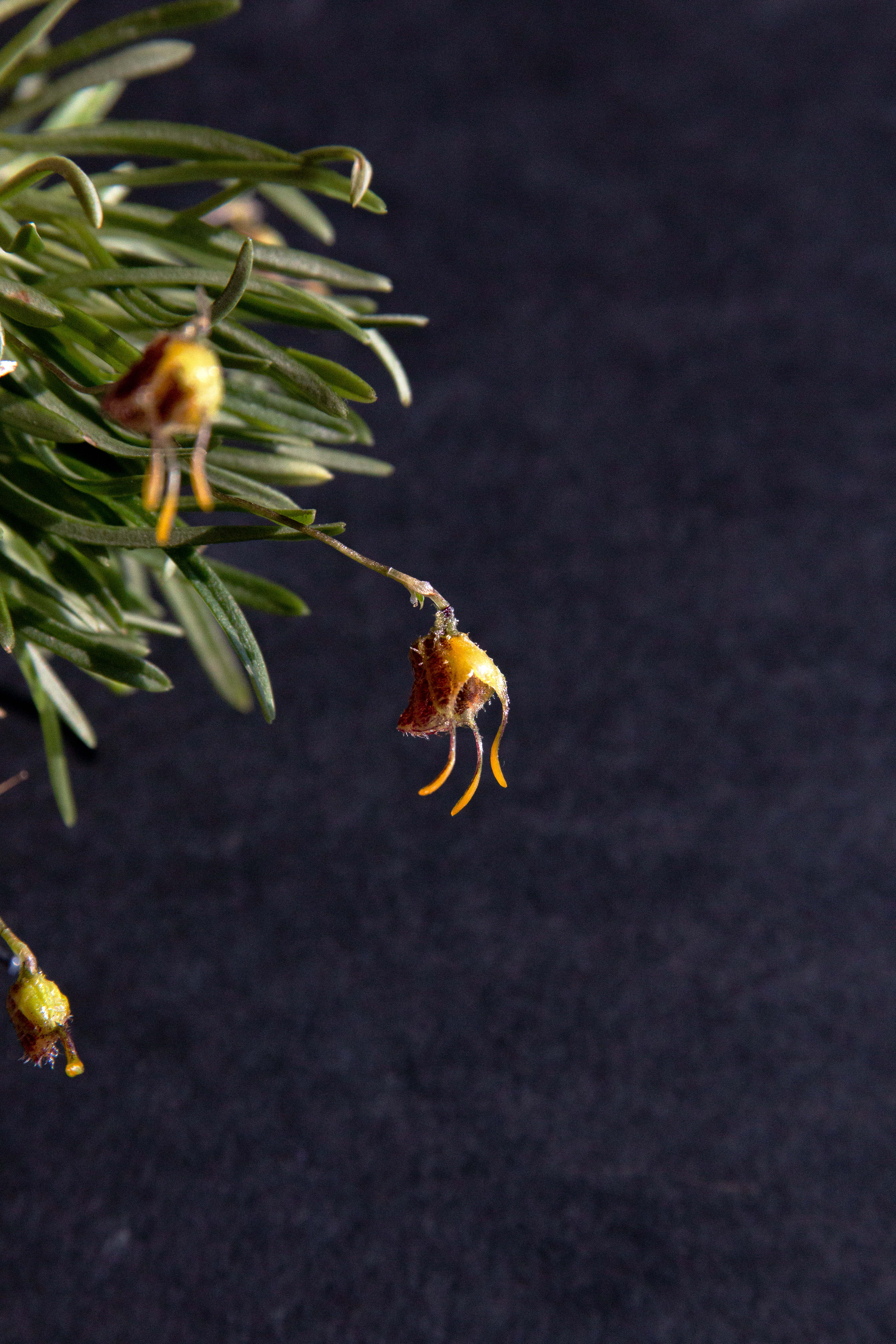 diodonopsis-erinacea.jpg