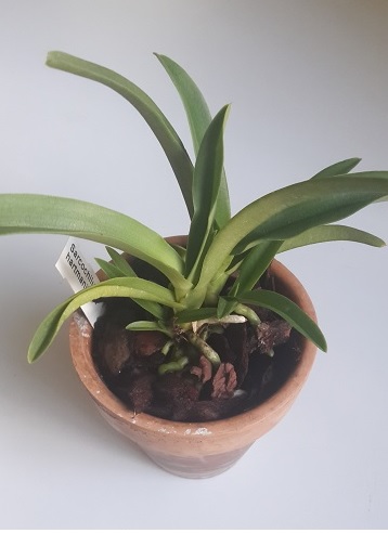 Sarcochilus hartmanii.jpg