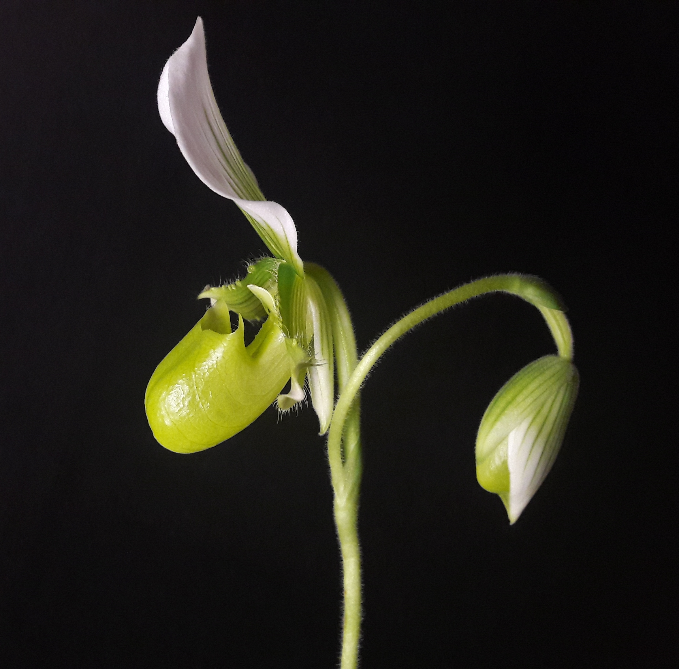 Paphiopedilum Maudiae Femma.jpg
