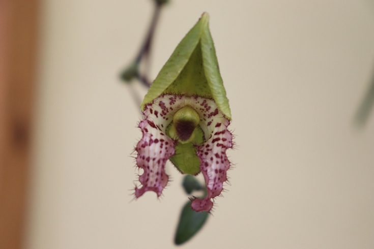 Paphiopedilum Cloud‘s prime crystal.jpg