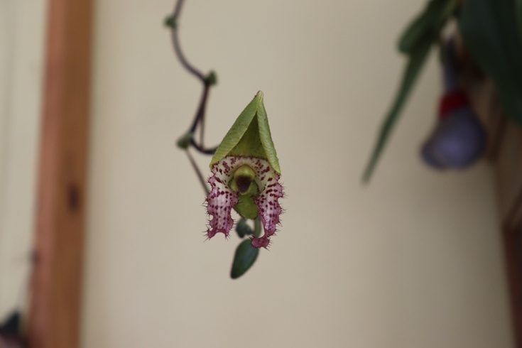 Paphiopedilum Cloud‘s prime crystal‘20.jpg