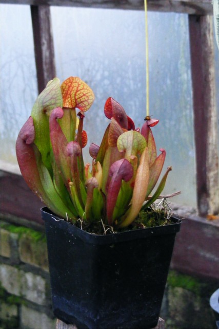DSCF0111.JPG
