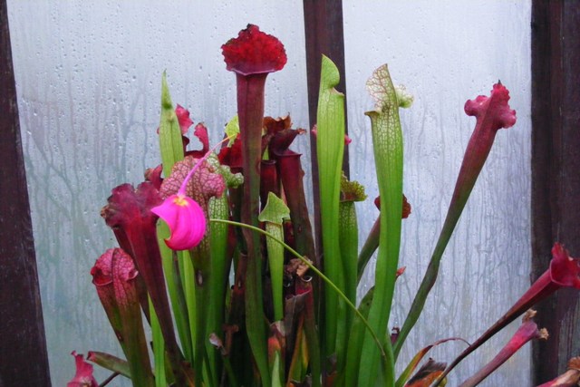 DSCF0116.JPG
