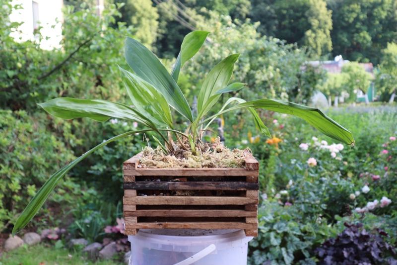 Stanhopea tigrina var nigroviolacea'19.06 (3).JPG