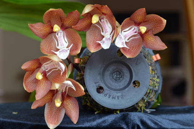 DSC_1053a.jpg