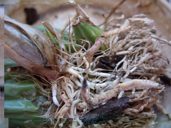 gongora 004.2.JPG