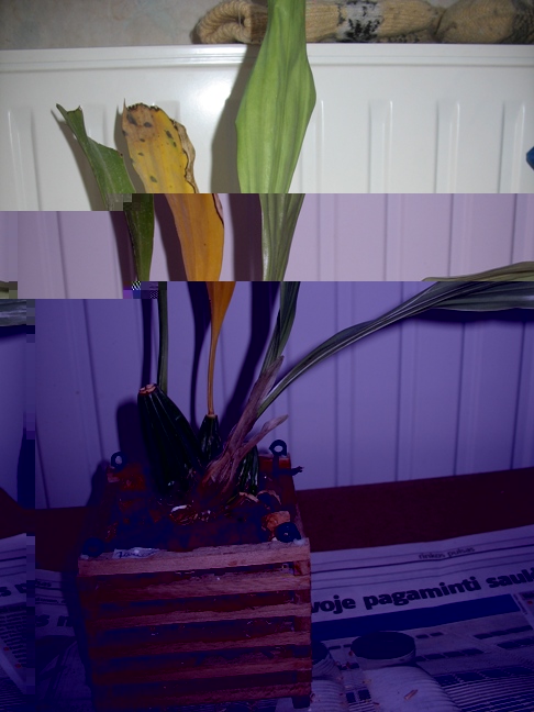 gongora 005.2.JPG