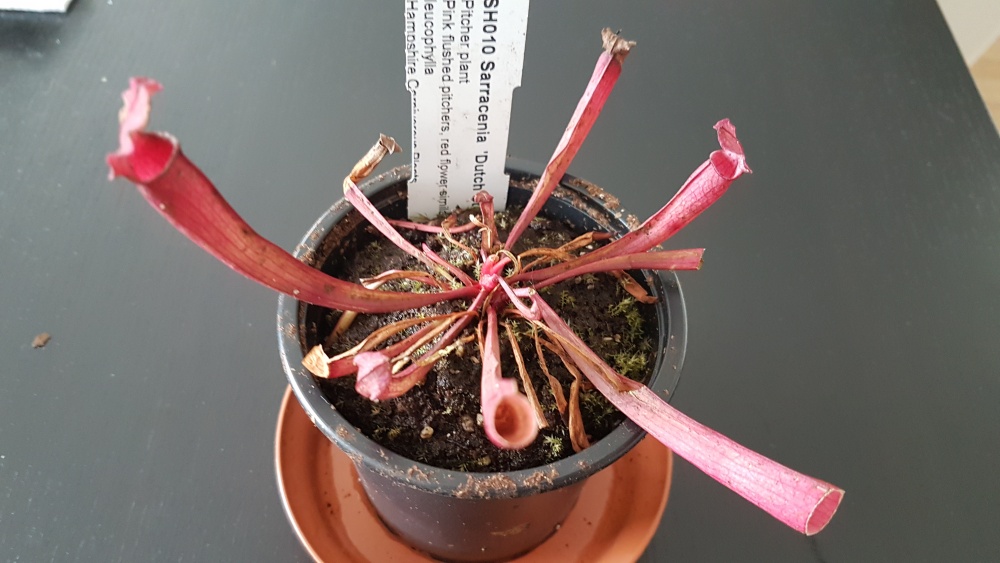 Sarracenia.jpg