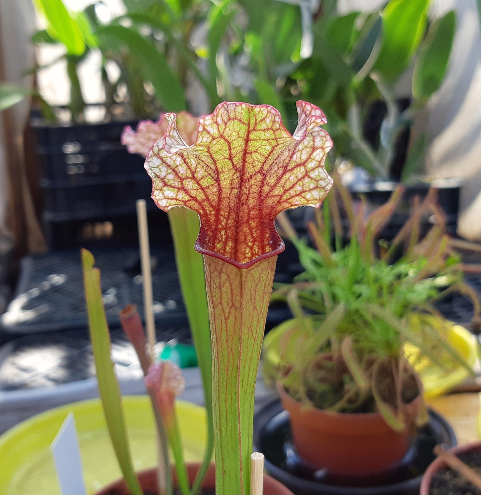 2020-04-25_02-14-31.jpg