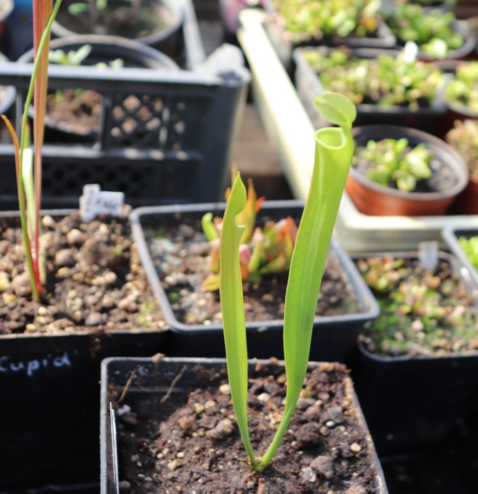 F17 Sarracenia Flava var. rugelii'20.05.06.JPG