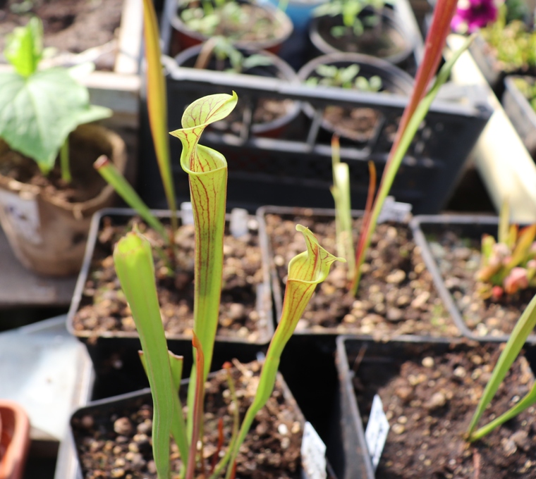 FL09 Sarracenia Flava var. ornata'20.05.06..JPG