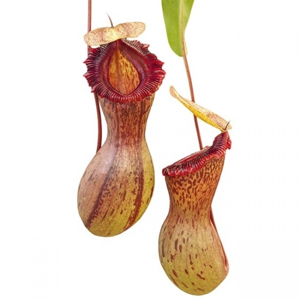 n.ventricosa-be-3278a.jpg