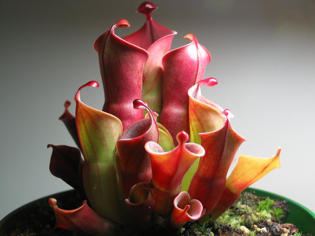 Sun-Pitcher.jpg