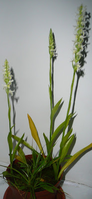 spirantes1119.JPG