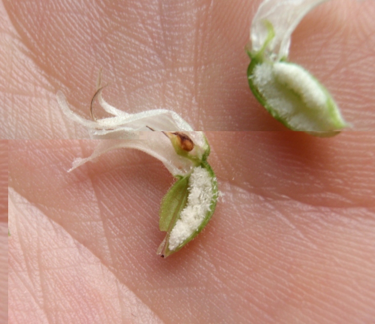 Spiranthes odorata 2013.08.08 2.JPG