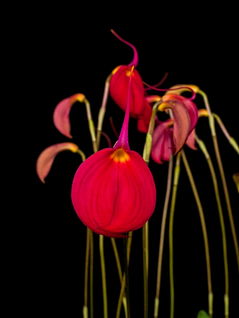 Masdevallia coccinea var Thea 2016.jpg