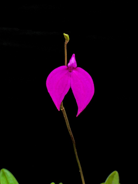 Masdevallia coccinea var1.jpg