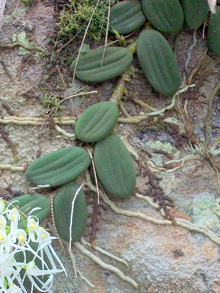 450px-Tongue_Orchid_West_Head_Track.jpg