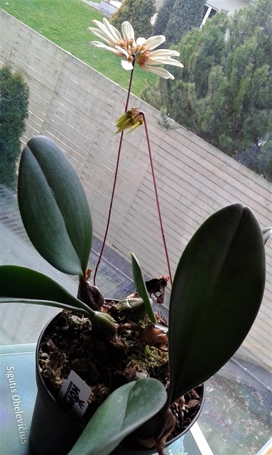 bulb3.jpg