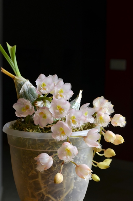 DSC_0266a.jpg