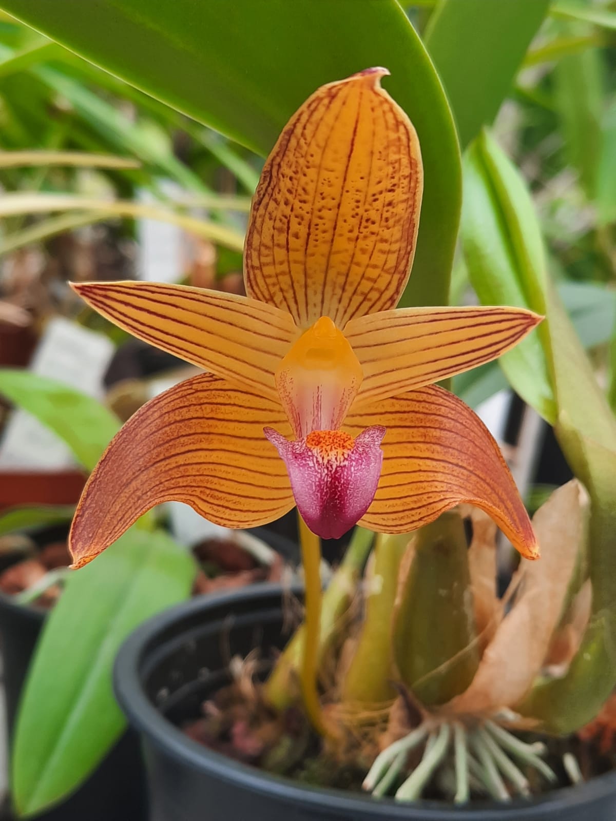 IMG-20200716-WA0000.jpg